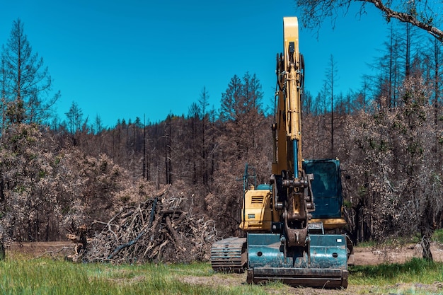 Excavator working in forest equipment cleans up after storm fell trees