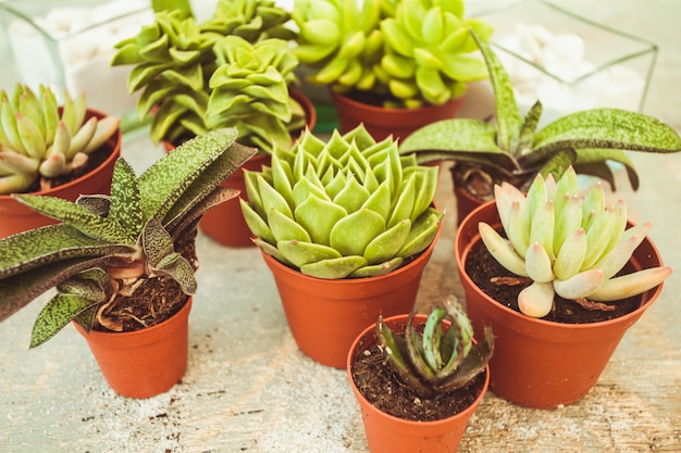 Excellent group of various succulents in pots. Garden decoration for the soul