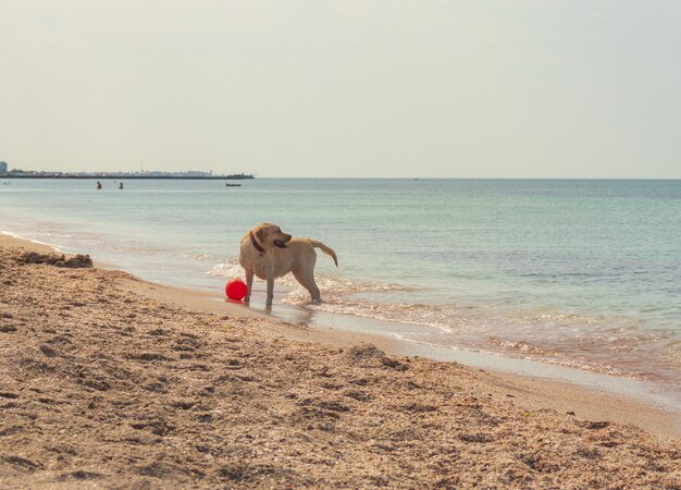 Взволнованный молодой золотистый ретривер прыгает и бегает по пляжу