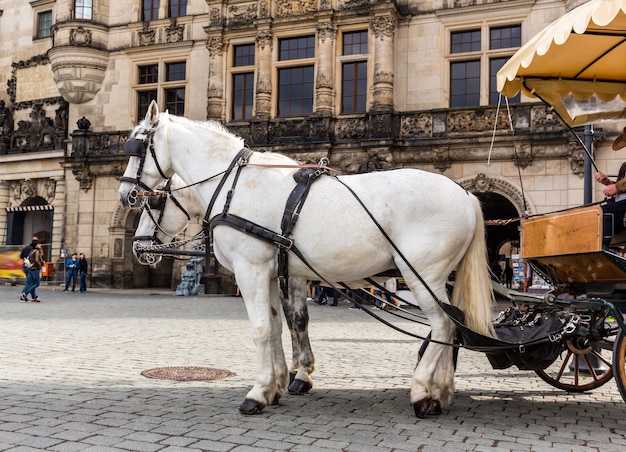 Excursion horses faces in old European tow