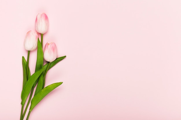 Exemplaar-ruimte bloeiende tulpen op roze achtergrond