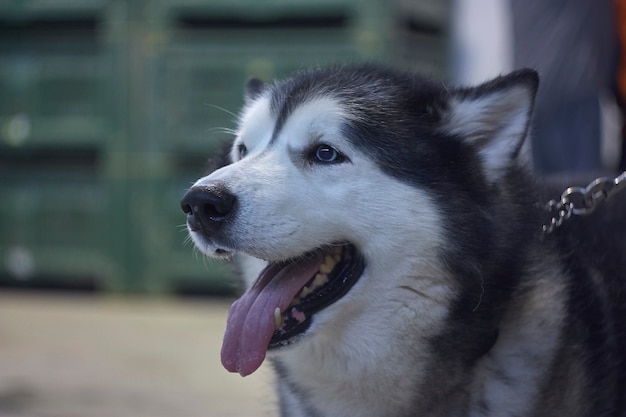Exemplaar van Aski-hond aan de lijn tijdens een hondenshow