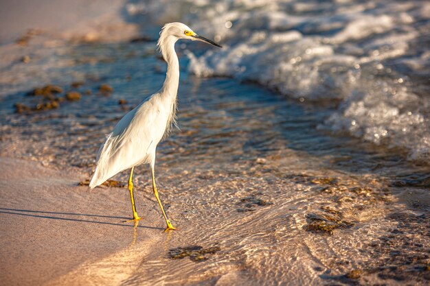 Exemplar of Bubulcus Ibis near the seashore in a beach in Dominican Republic