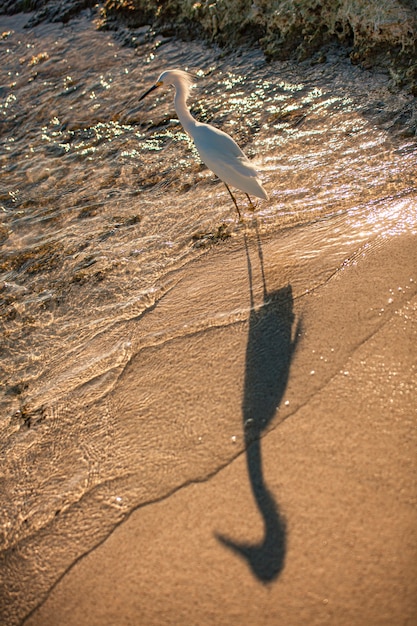 Фото Образец bubulcus ibis на берегу моря на пляже в доминиканской республике