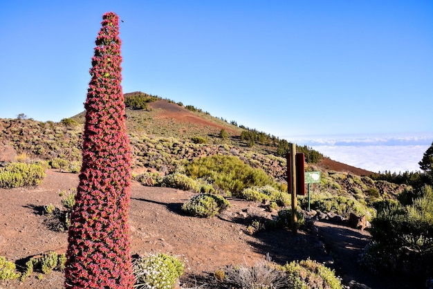 Exemplaren van endemische rode Tenerife-bugloss in Nationaal Park Teide, Canarische Eilanden, Spanje