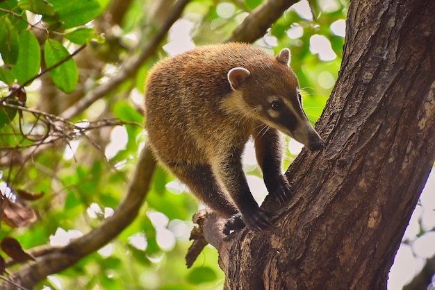 Exemplary of coatÃ¬ (Nasua narica) immersed in the tropic forest where he lives climbing trees.