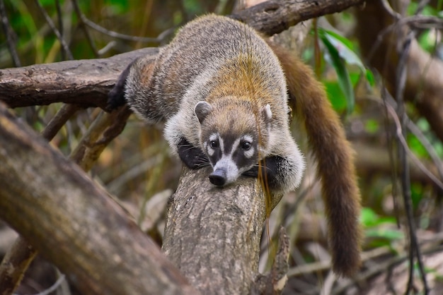 Exemplary of coatÃ¬ (Nasua narica) immersed in the tropic forest where he lives climbing trees.