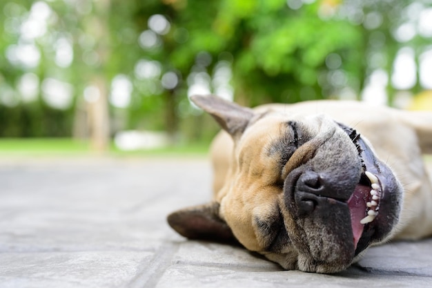 Exhausted dog lying on the floor in garden