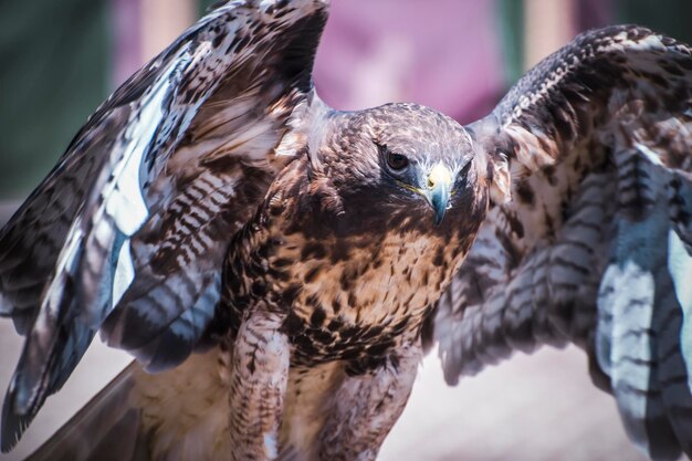 Photo exhibition of birds of prey in a medieval fair, detail of beautiful imperial eagle in spain