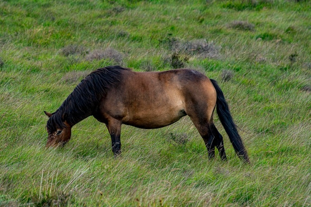 Exmoor pony