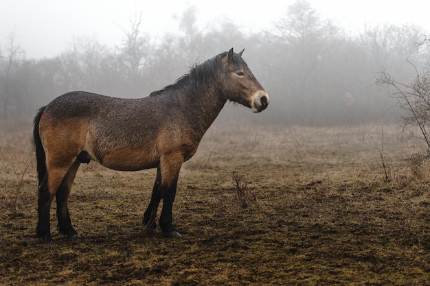 Exmoor pony