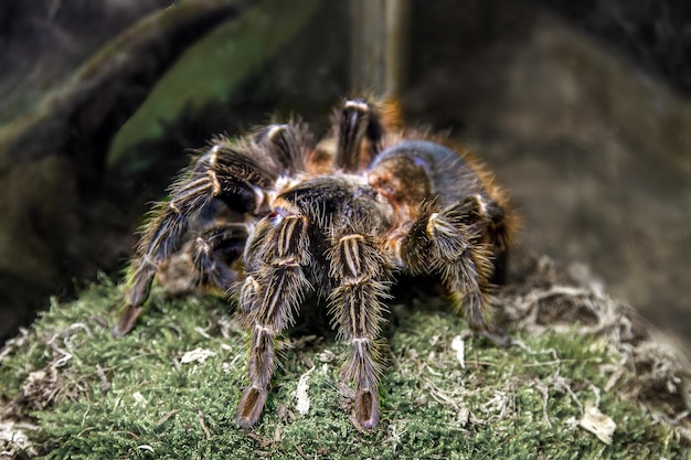 사진 이국적인 동물 거미 theraphosa 블론디