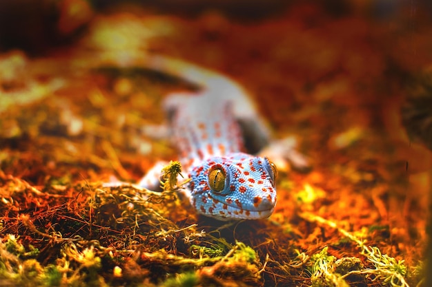 Exotic animal tokay gecko lizard