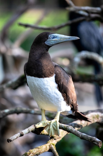 インドネシアの熱帯雨林のエキゾチックな鳥