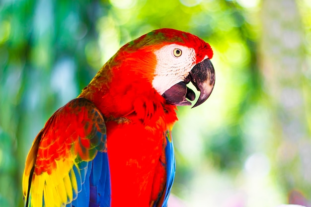 Exotic colorful parrot in nature