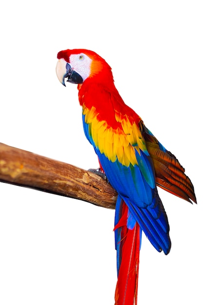 Exotic colorful parrot on a white background