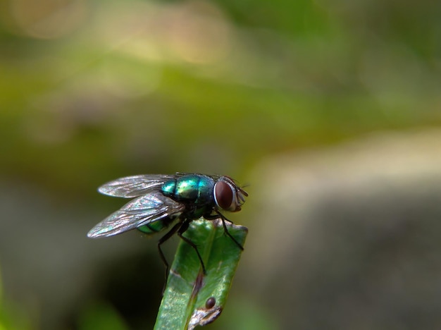 緑の葉のマクロにエキゾチックなショウジョウバエ フライ双翅目寄生昆虫