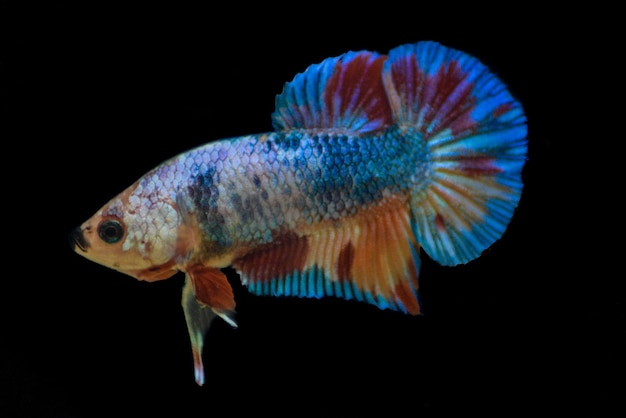 Exotic fancy nemo betta fish isolated on a black background