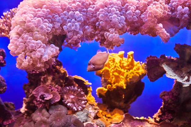 Exotic fish in the Red Sea aquarium swim between glowing corals in the dark.