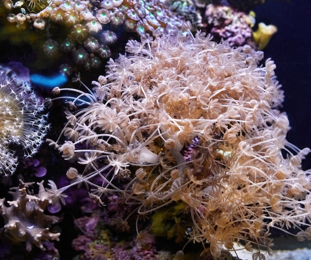 Exotic fish in the Red Sea aquarium swim between glowing corals in the dark