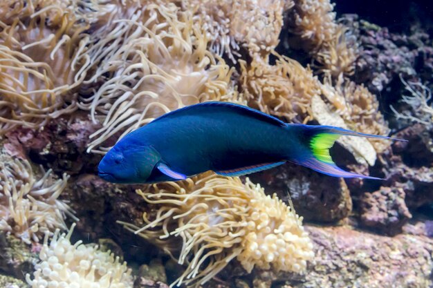 Exotic fish swimming in an aquarium closeup