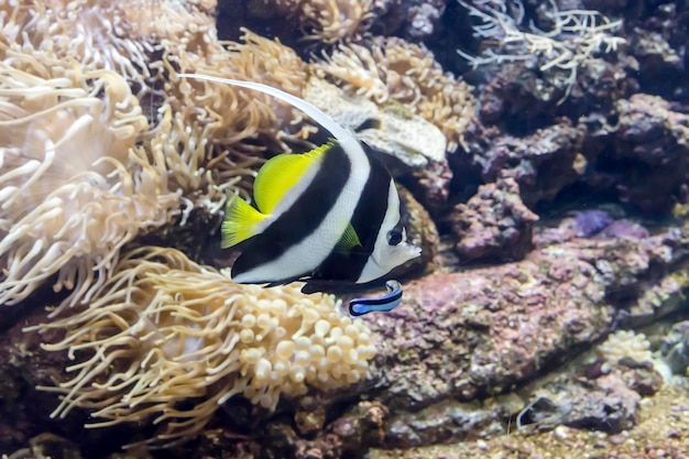 Exotic fish swimming in an aquarium closeup
