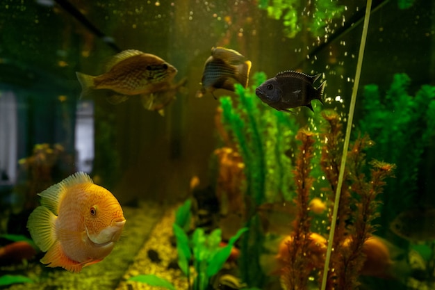 Экзотические рыбки плавают в воде среди растений за стеклом аквариума