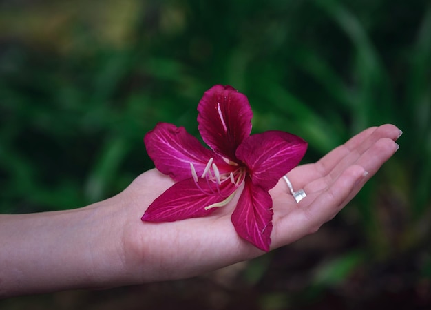 Exotic flower in a female hand on a background of green garden