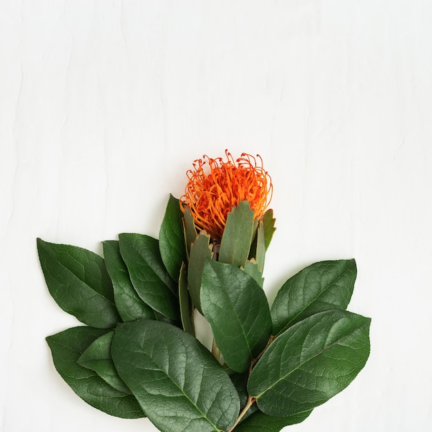 Leucospermum fiore esotico con petali di arancio e rami con foglie verdi sulla luce concetto di vacanza con fiore naturale. vista dall'alto e copia spazio.