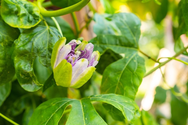 Exotic flower of passion fruit in blossom on the tree