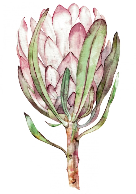 Exotic flower. Watercolor protea. Hand drawn illustration.