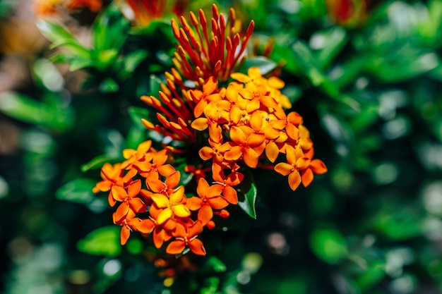 Экзотические цветы Иксора Французской Полинезии