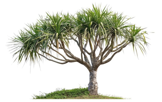 Exotic Foliage Dragon Tree Dracaena Marginata Generative AI