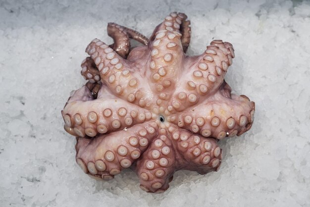 Exotic food fresh octopus seafood delicacy healthy food protein\
protein in azerbaijan