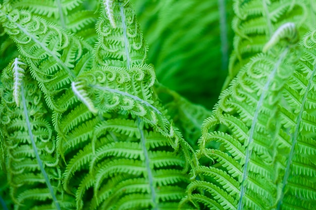 Exotic fresh ferns leaves natural background