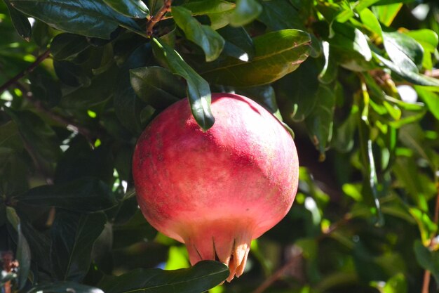 Exotic Fruit Red Pomegranate