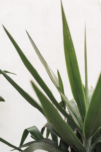 Exotic green leaves branches on white