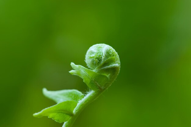 Exotic green tropical ferns with shallow depth of field