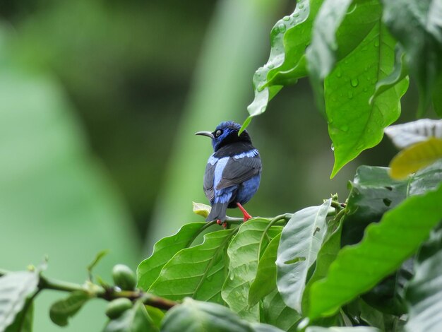 Exotic honeycreeper