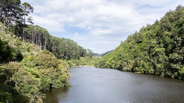 写真 エキゾチックなジャングル風景 濃い森に囲まれた湖 晴れた日 ニュージーランド