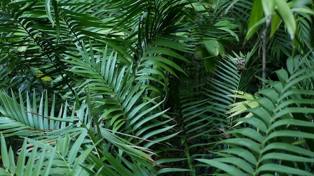 Экзотические джунгли, тропический лес, тропическая атмосфера. Папоротник, пальмы и свежие сочные листья вайи, густо заросший густой лес амазонки. Темная натуральная зелень пышная листва. Вечнозеленая экосистема. Рай эстетический