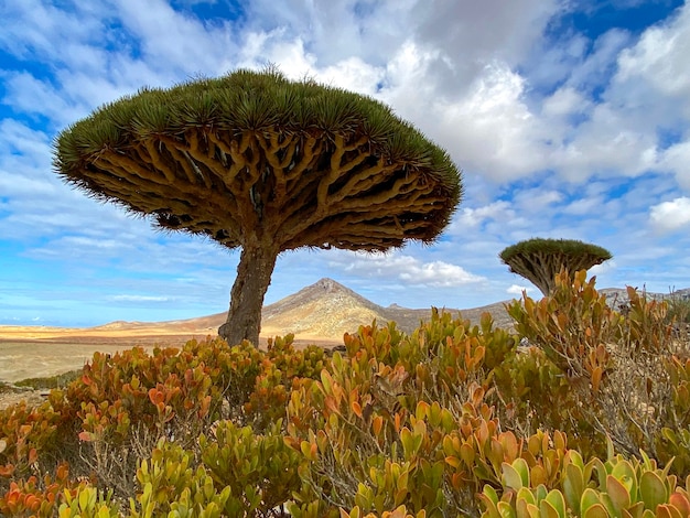 Photo exotic landscape with a dragon tree on a bluexotic landscape with a dragon tree on a blue sky backgrounde sky background. high quality photo