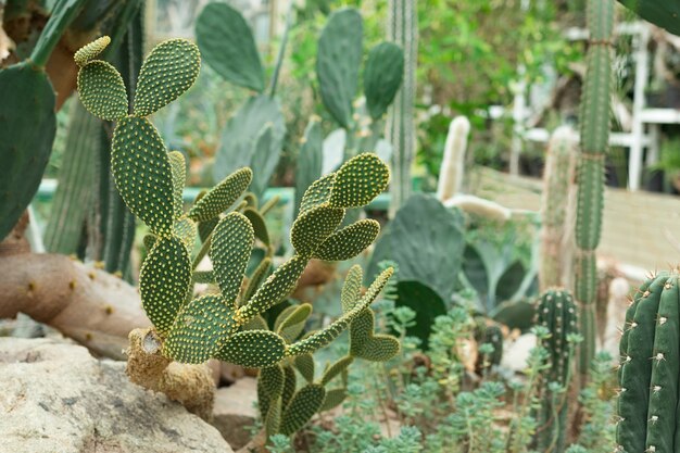 Exotic large green cactus in natural habitat on rocky soil. High quality photo