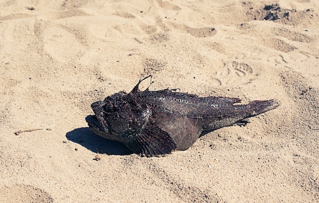 Фото Экзотические морские рыбы, лежащие на песке.