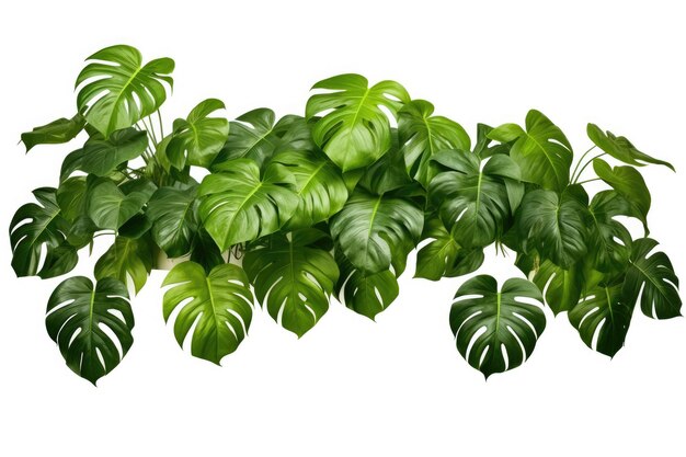 Photo exotic monstera epipremnum pinnatum liana with vibrant green leaves thriving in its wild jungle habitat tropical evergreen vines isolated on white background with clipping path