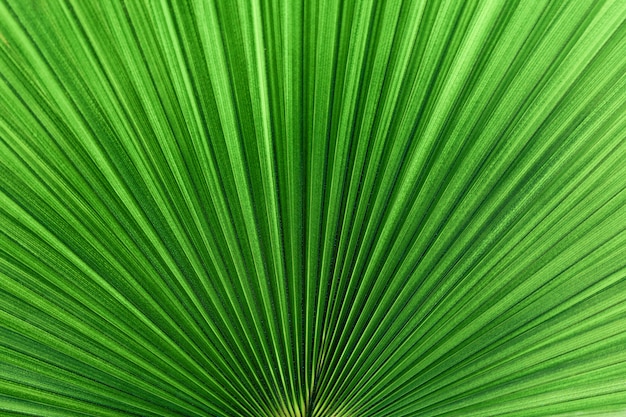 Exotic palm leaves