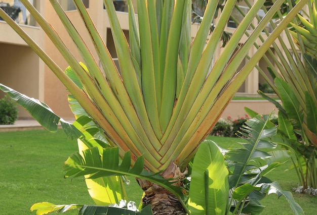 exotic palms at summer tropical resort hotel