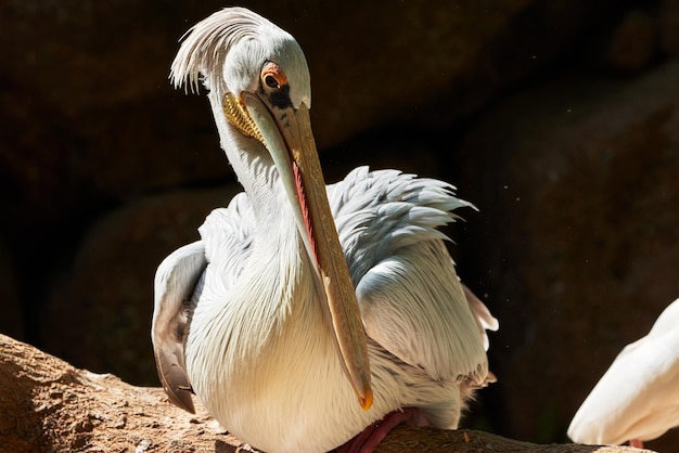 Exotic pink-beaked pelican sitting on a log