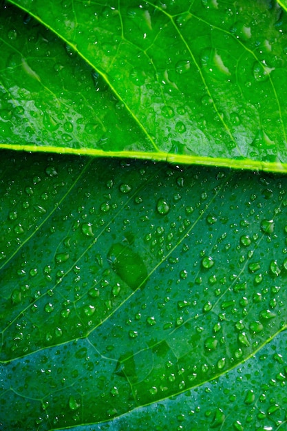 Exotic plant leaf with water drops closeup