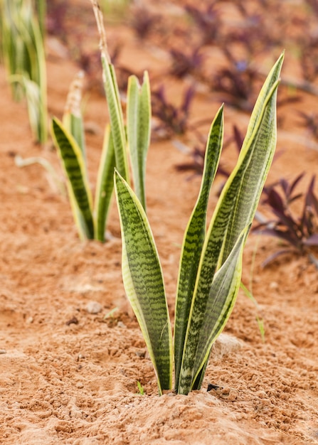 Exotic plant outdoors on a sunny day, closeup